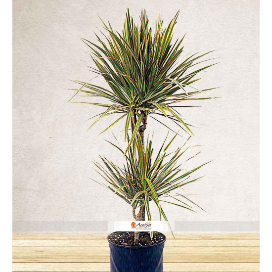 Dressena Marginata Dressena Marginata